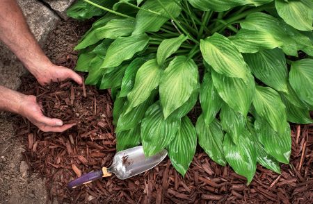 Bark Mulch In Boring Or